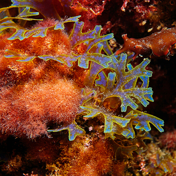 Dictyota