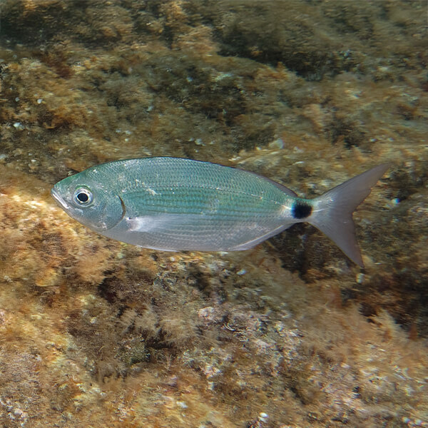 Oblada melanura